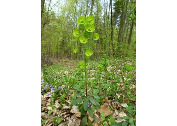 Mandel-Wolfsmilch (Euphorbia amygdaloides) - © Philipp Sengl